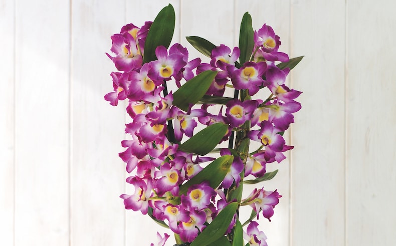 Orchid 'Star Class Lilac' from Thompson & Morgan