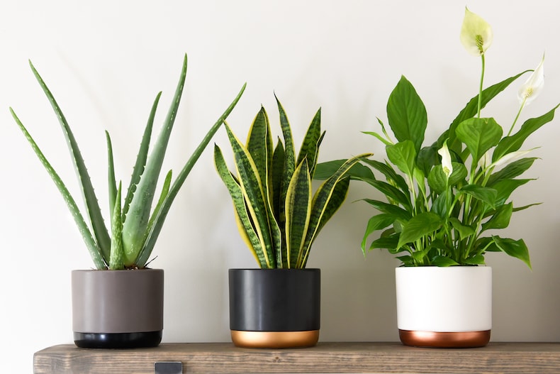 Wellbeing Collection (House Plant) from Thompson & Morgan
