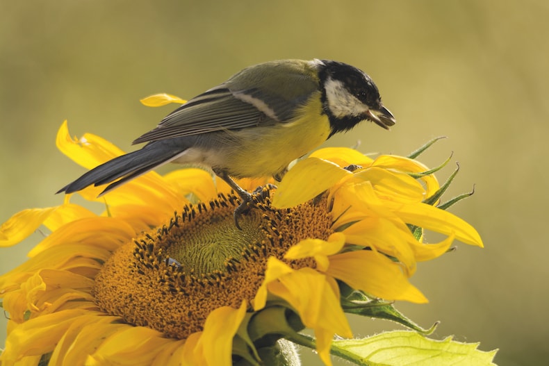 Bird sitting on giant sunflower eating seeds