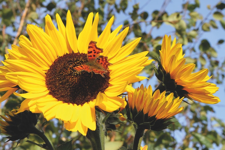 Butterfly on Sunflower 'Russian Giant' (Start-A-Garden™ Range) from Thompson & Morgan