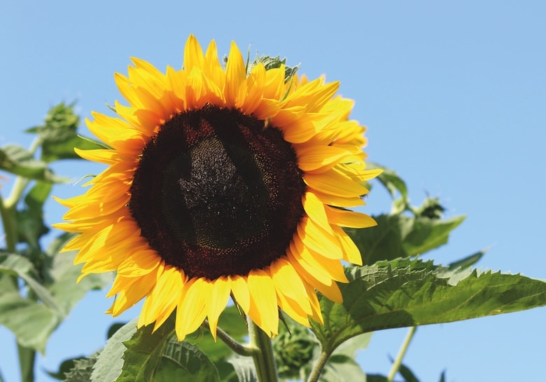 sunflower 'high hopes'
