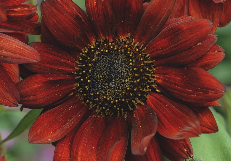 sunflower 'velvet queen'