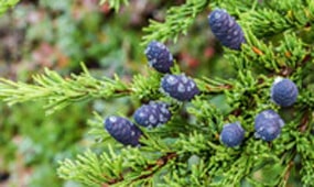 Top 10 reasons to grow conifers