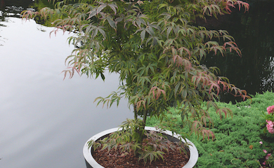 Acer palmatum 'Shirazz' from T&M