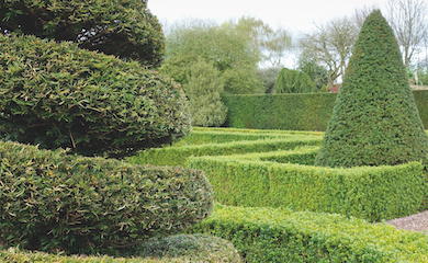 English Yew (hedging) from T&M