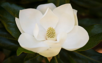 Magnolia grandiflora âAltaâ from T&M