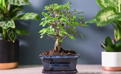 Closeup of bonsai tree