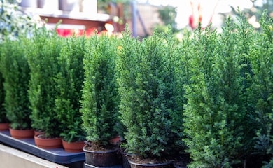 Collection of hedging plants in pots