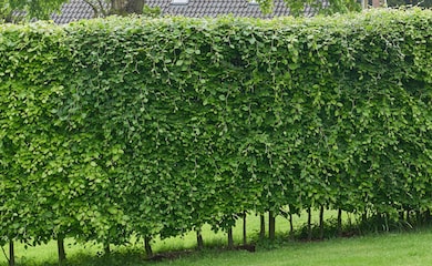Green hornbeam hedging