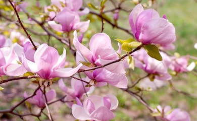 Pink Magnolia flowers