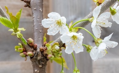 White cherry blossom on tree