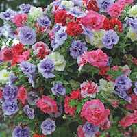 Petunia 'Frills and Spills' from Thompson & Morgan