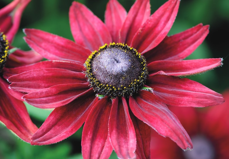 Closeup of red rudbeckia flower