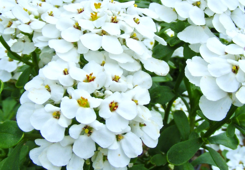 Cluster of white flowers with yellow stamen
