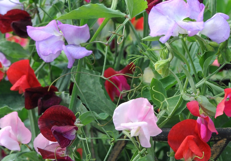 Different coloured sweet peas