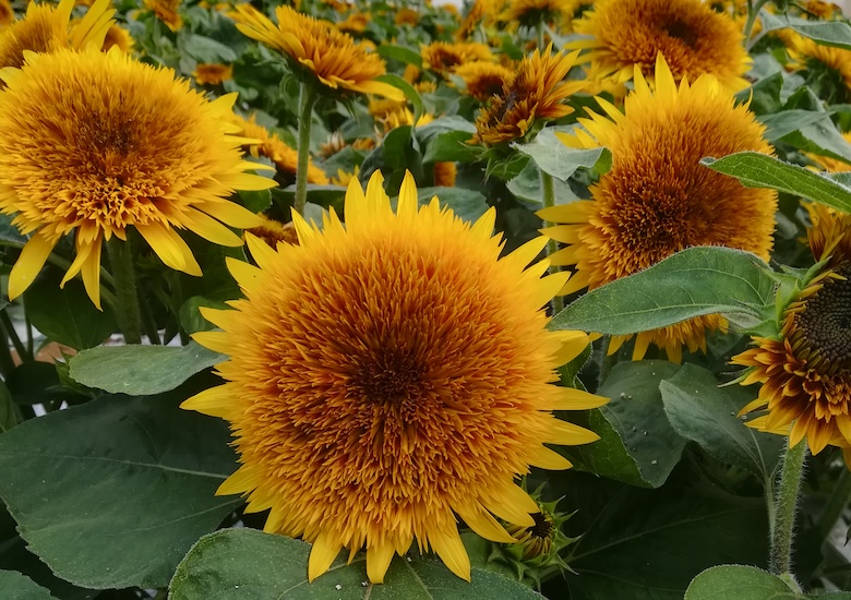 sunflower 'fire fox'