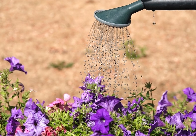 Watering purple petunias in summer