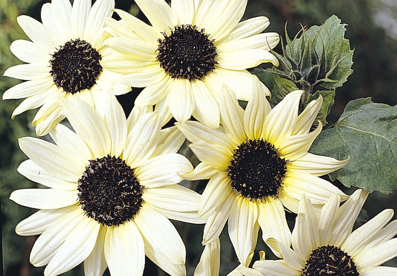 White sunflower with dark centre