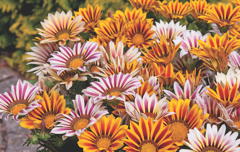 Gazania 'Tiger Stripes Mixed'