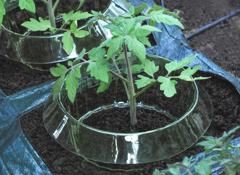 Tomato auto-waterer collars from Thompson & Morgan