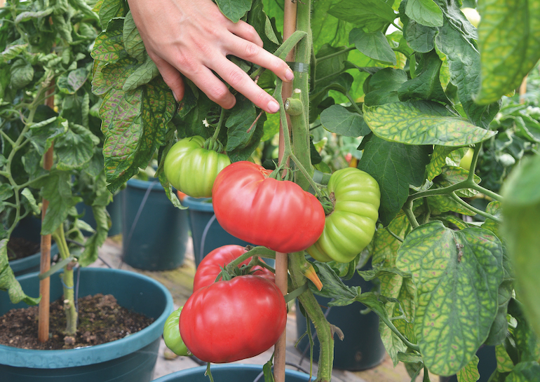 Tomato 'Crimson Blush' from Thompson & Morgan