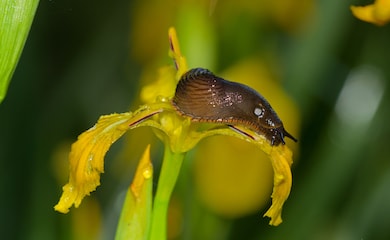 Slug on yellow wildflower 