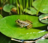 wildlife tasks april - frog