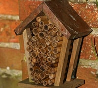 wildlife tasks august - bees