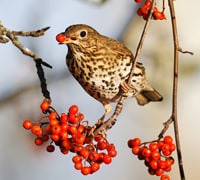 wildlife tasks december - thrush and berries