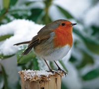 wildlife tasks january - robin