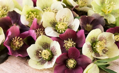 Hellebore 'Winter Flowering Hybrid Mix Improved' from Thompson & Morgan