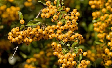 Pyracantha 'Soleil d'Or' from Thompson & Morgan