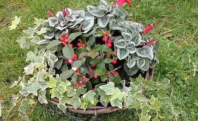 Winter hanging basket with ivy and red berries