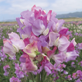 Sweet Pea Prima 'Ballerina' - Flower of the Year 2012