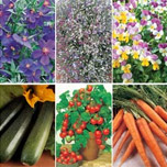 £10 pound of seed for just £1