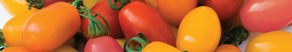 Thompson & Morgan's Vegetable of the year - Tomato Rainbow Blend