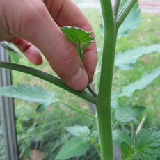 Sue Suggests - Pot up side shoots from tomato plants and you will have extra plants to grow or give to friends and family.