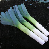 Leek Below Zero - best for harsh winters Leek Below Zero - best for harsh winters