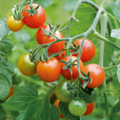 Tomato Losetto - blight-resistant basket tomatoes