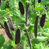 Pea Shiraz - Vegetable of the Year 2012 Pea Shiraz - Vegetable of the Year 2012