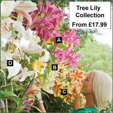 Tree Lily® Collection - From £17.99 Tree Lily® Collection - From £17.99