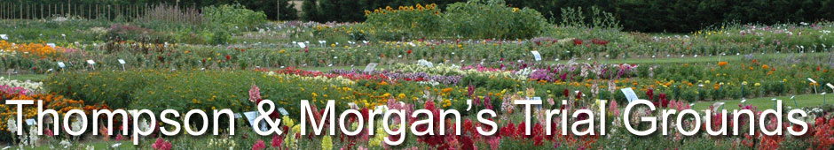 Thompson & Morgan's Trial Grounds