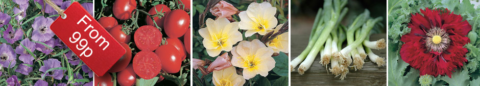 Value Seeds JUST 99p