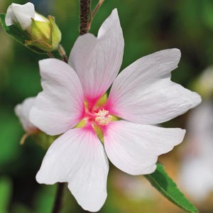 Flowers, Plants & Shrubs