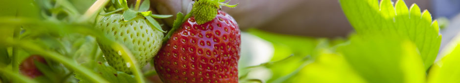How to Plant up Strawberry Plants Video