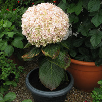 Aimee's Trial Ground Favourite - Hydrangea 'Avantgarde'®