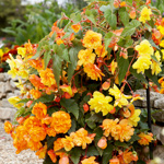 Andrew T's Resolution - Begonias.