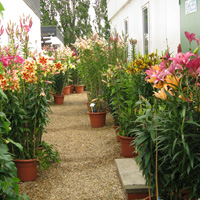 Clare's Trial Ground Favourite - Tree Lilies®