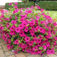 Craig's Trial Ground Favourite - Petunia Purple Velvet