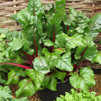 Dan's Trial Ground Favourite - Chard